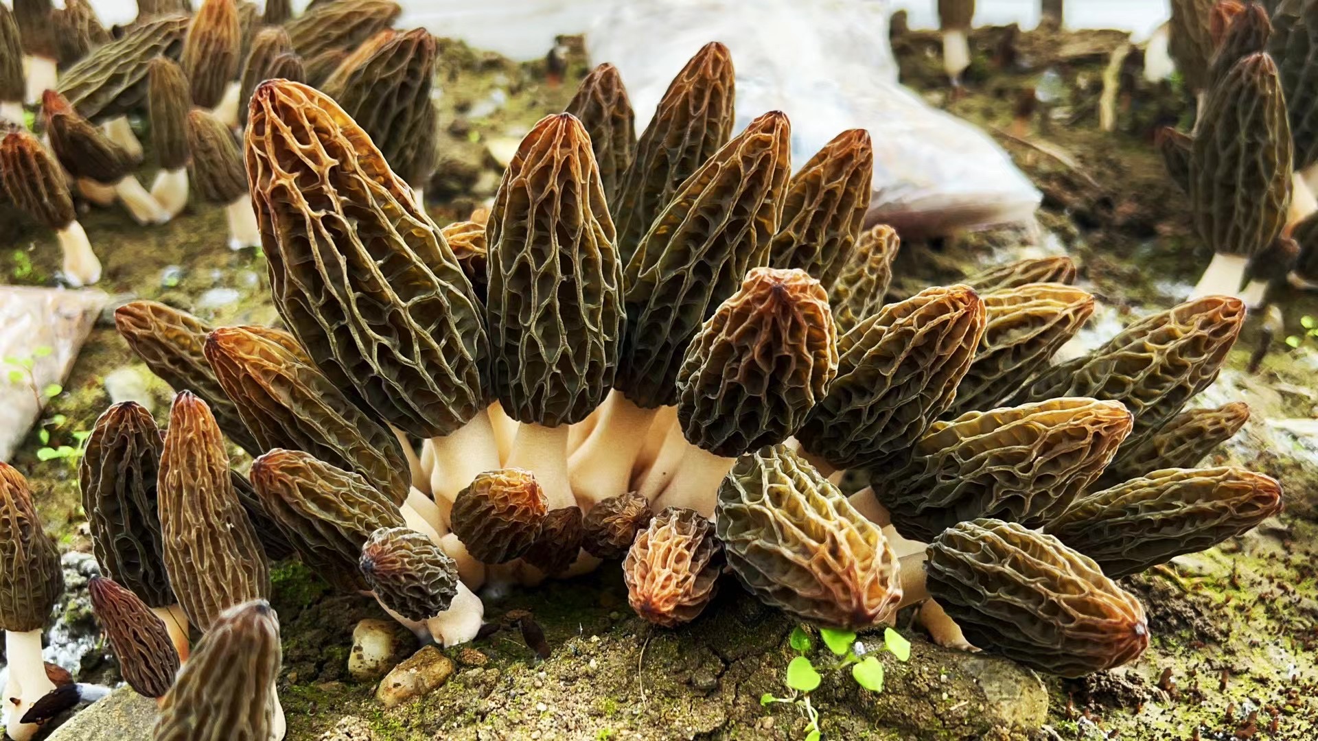 房縣：羊肚菌喜獲豐收