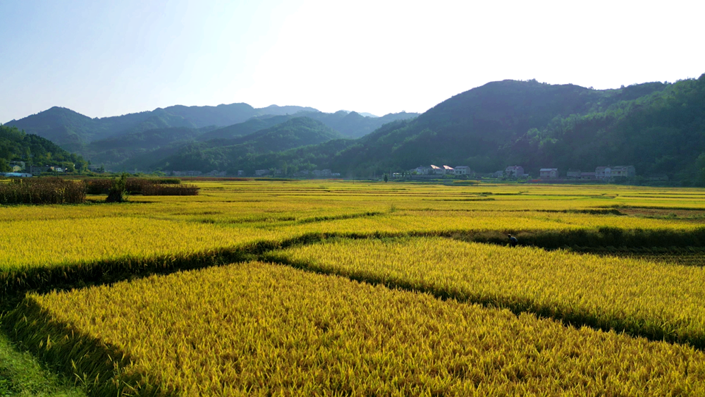 風(fēng)吹稻浪遍地黃，顆粒歸倉(cāng)豐收忙