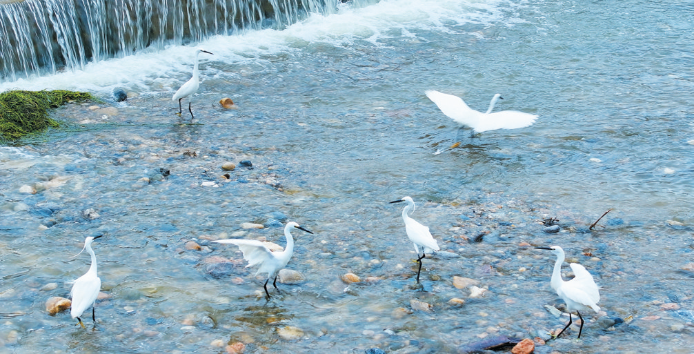 岸綠水清景美 白鷺蹁躚起舞