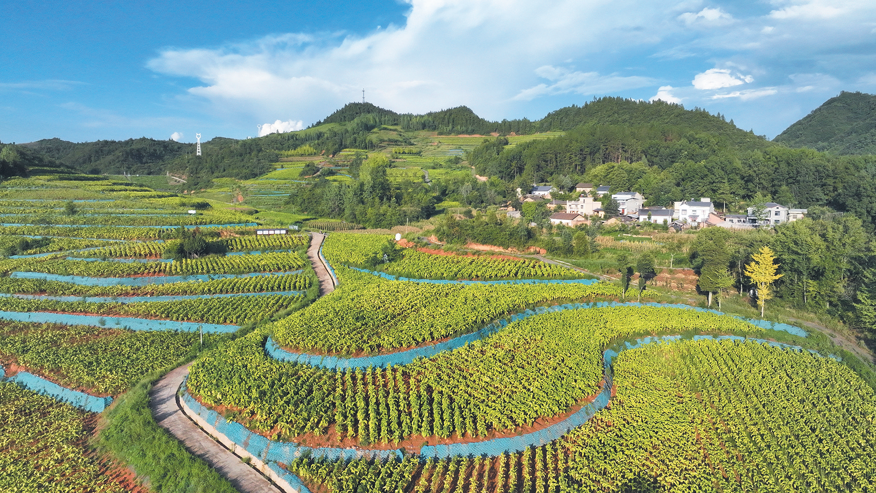 荒地長(zhǎng)出“金葉子”