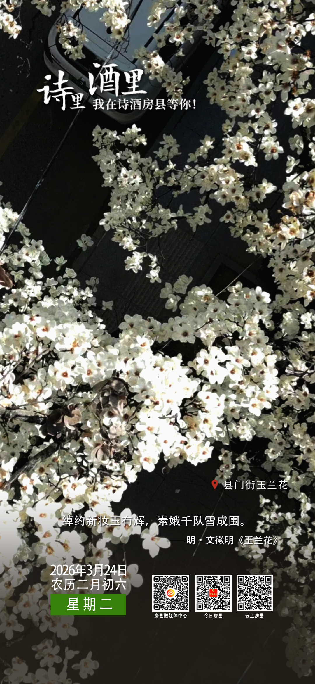 【詩(shī)里 酒里 我在詩(shī)酒房縣等你】縣門街玉蘭花