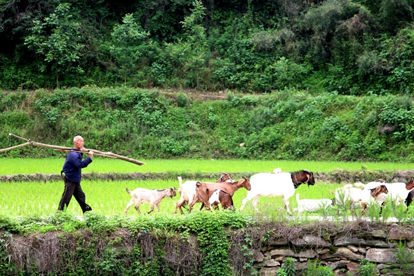 【我的脫貧故事】乘精準(zhǔn)扶貧東風(fēng) 做勞動(dòng)致富典型