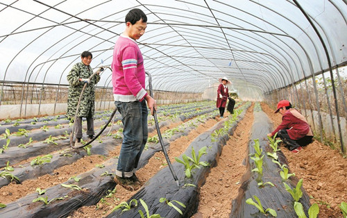 大棚蔬菜成農(nóng)民致富增收“錢串子”