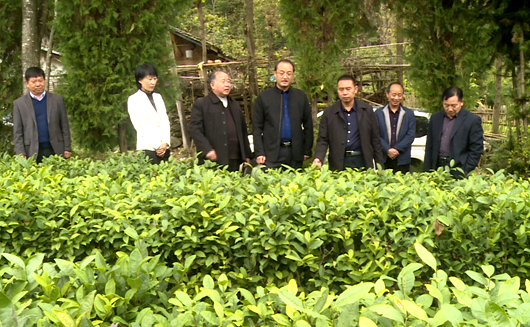 縣人大開展茶葉產(chǎn)業(yè)專項(xiàng)檢查活動(dòng)