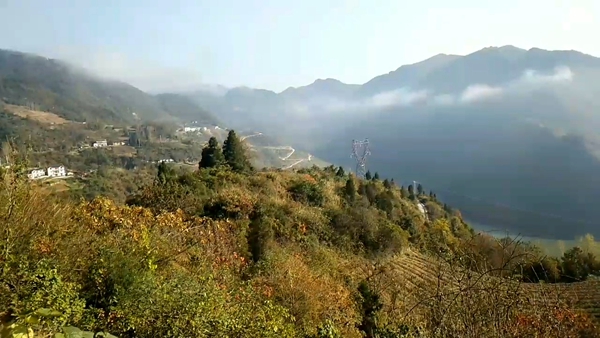 左傳軍：回鄉(xiāng)做“能人”帶動(dòng)鄉(xiāng)親奔富路