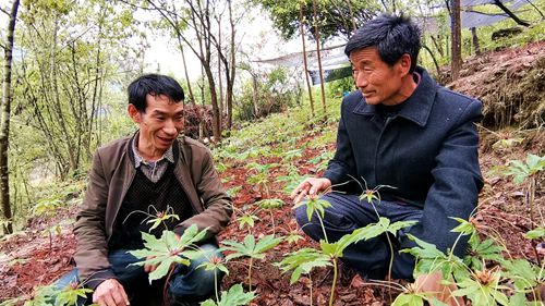 《我的脫貧故事》之一 袁文軍 ：七葉一枝花“開(kāi)”出脫貧路