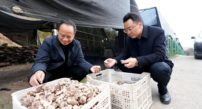 房縣鑫財(cái)集團(tuán)啟動椴木食用菌收購工作