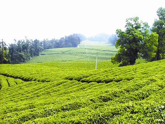 財政收入越來越多 克難奮進多壯闊 財源廣聚惠民生